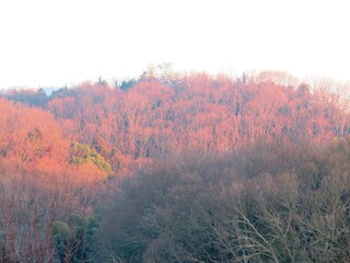 Obraz na płótnie Canvas 日本の田舎の風景　1月　真冬の朝日と山の木々　朝焼け