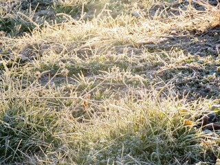 日本の田舎の風景　1月　冬の霜の朝　朝日と草原