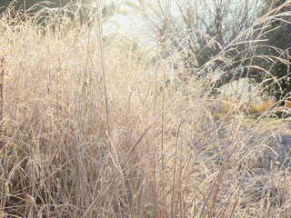 日本の田舎の風景　1月　冬の霜の朝　朝日と草叢