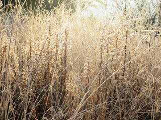 日本の田舎の風景　1月　冬の霜の朝　朝日と草叢