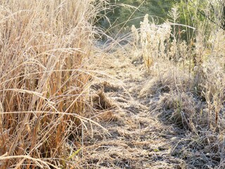 日本の田舎の風景　1月　冬の霜の朝　朝日と草叢