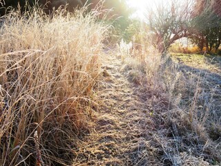 日本の田舎の風景　1月　冬の霜の朝　朝日と草叢