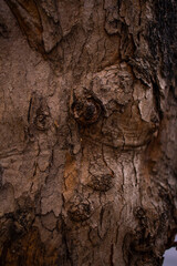tree bark texture