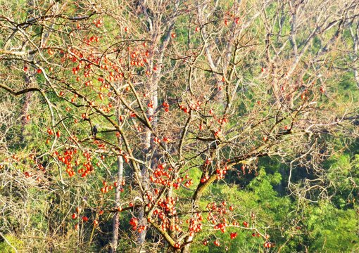 日本の田舎の風景　1月　冬の山の木々　残り柿