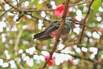 red billed hummingbird