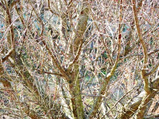 日本の田舎の風景　1月　梅の花の蕾