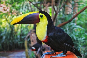 toucan on a branch