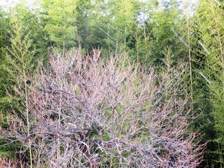 日本の田舎の風景　1月　花　梅の咲き始め
