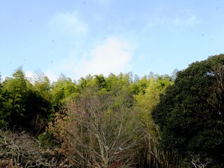 日本の田舎の風景　1月　冬の山の木々と青空