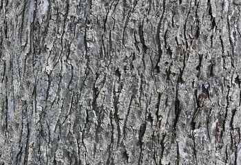 Tree Bark Texture
This mage texture is a set of metrics calculated in image processing designed to quantify the perceived texture of an image. Image texture gives us information