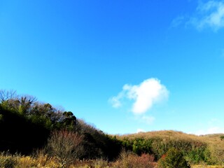 Obraz premium 日本の田舎の風景 1月 冬の山の木々と青空