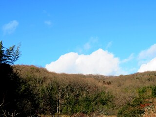 日本の田舎の風景　1月　冬の山の木々と青空