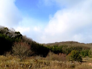 日本の田舎の風景　1月　雪の舞う日　山の木々と青空