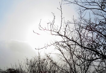 日本の田舎の風景　1月　雪の舞う日　裸木と太陽