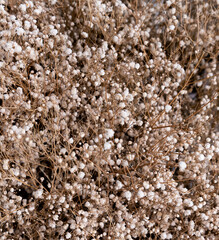Texture of dry plants with white flowers