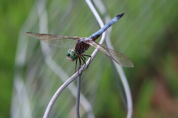 dragonfly on a branch