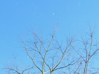 日本の田舎の風景　1月　雪雲と青空
