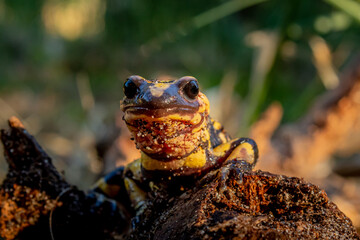 anfíbio da fauna portuguesa