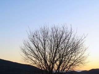 日本の田舎の風景　1月　裸木と夕焼