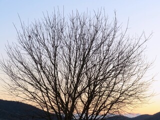 日本の田舎の風景　1月　裸木と夕焼