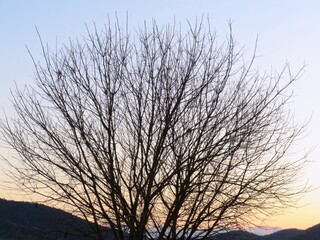 Obraz premium 日本の田舎の風景 1月 裸木と夕焼