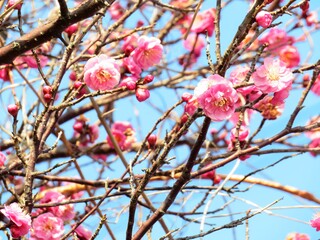 日本の田舎の風景　1月　花　紅梅