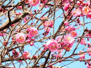日本の田舎の風景　1月　花　紅梅