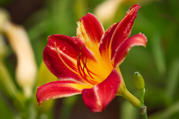 A beautiful red and yellow daylily with a blurred background.