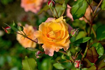 光を浴びて輝く満開のオレンジ色のバラ