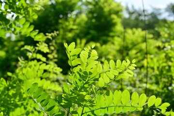 木漏れ日浴びて輝く新緑の若葉