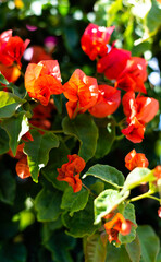 red and yellow flowers