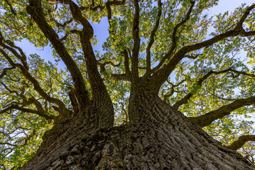 Oak tree in Pleasanton Ridge Park in the East Bay, California