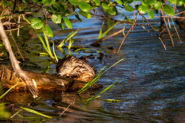 Muskrat (Ondatra zibethicus) on a log in the water