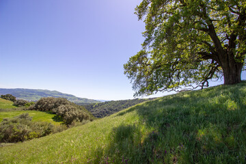 Obraz premium Oak tree in Pleasanton Ridge Park in the East Bay, California