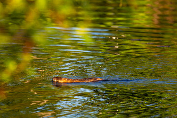 Muskrat (Ondatra zibethicus) swimming in Lake Wausau, Wausau, Wisconsin