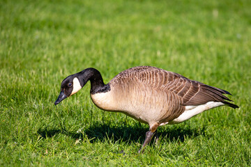 Adult canada goose (Branta canadensis) looking for food during the springtime in Wisconsin