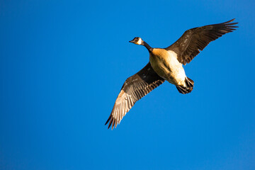 Adult canada goose (Branta canadensis) flying in a blue sky during the springtime in Wisconsin