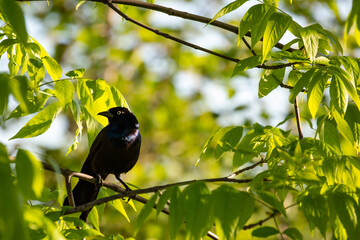 Common Grackle (Quiscalus quiscula) perched in a branch