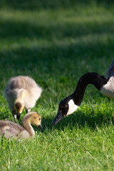 Adult canada goose (Branta canadensis) with its goslings during the springtime