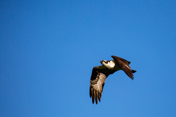 Osprey (Pandion haliaetus) flying in a blue sky in May