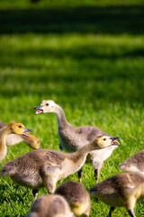 Canada goose (Branta canadensis) goslings talking with their tongues out in the springtime