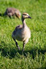 Canada goose (Branta canadensis) gosling walking in grass during the springtime