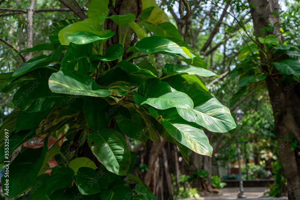 Poster green leaves in the forest