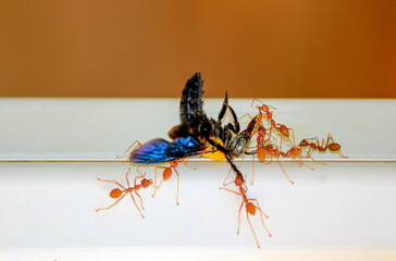 Many ants are dragging large insects and eating, concepts of unification.