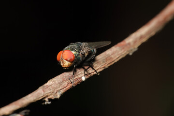 Flies or fly is a small insects that are usually around us