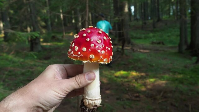 Poisonous mushroom fly agaric or amanita muscaria in front of the mushroom hunter. Hand holding red fungi.