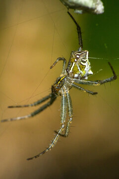 Spider is a small insects that are usually around us