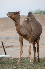 camel in the barn in the Kingdom of Saudi Arabia