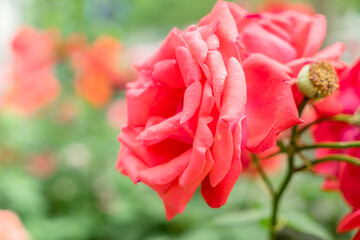 Fototapeta premium beautiful red flowers in th park