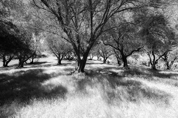 Old olive tree orchard in Bay Area, California